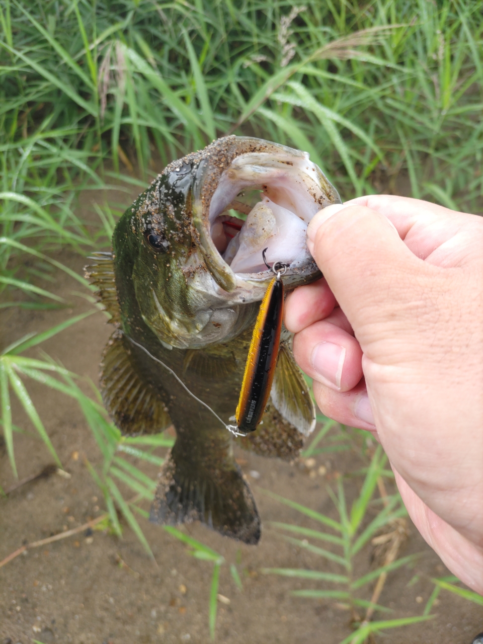 スモールマウスバス