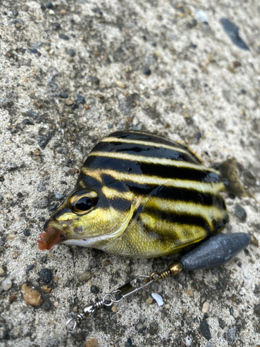 カゴカキダイの釣果