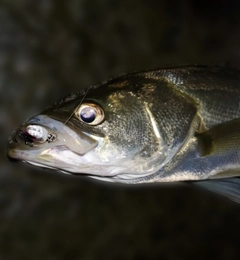 セイゴ（マルスズキ）の釣果