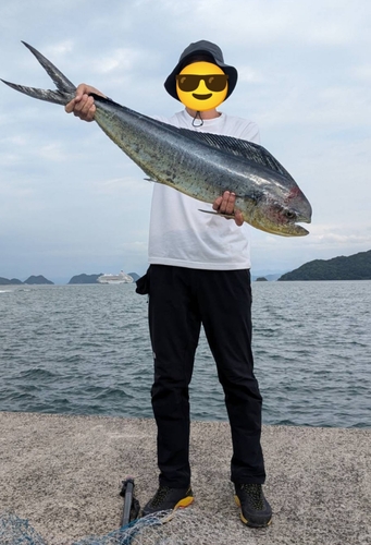 シイラの釣果