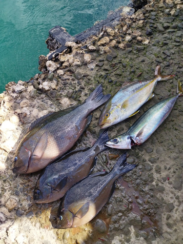 クチブトグレの釣果