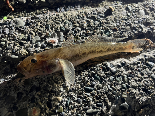 マハゼの釣果