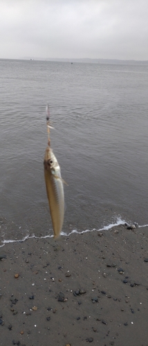 キスの釣果