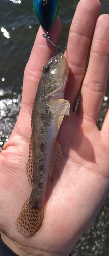 ハゼの釣果