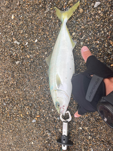 ワカシの釣果