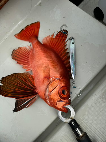 チカメキントキの釣果