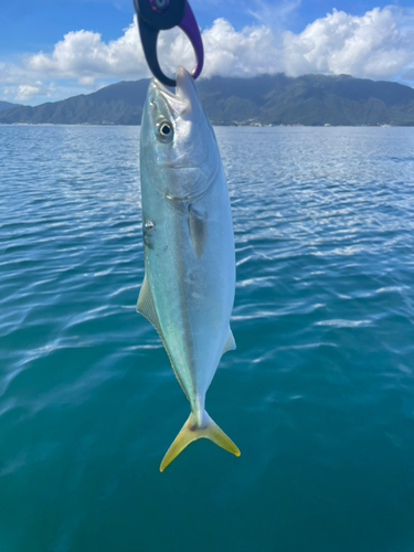 フクラギの釣果