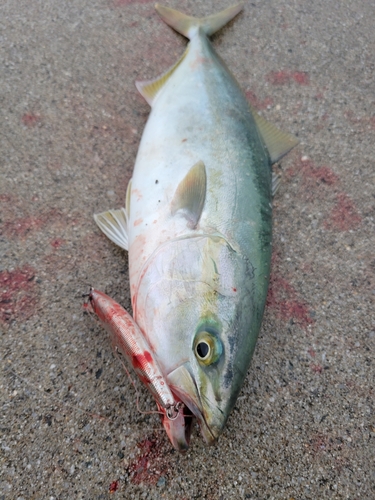 イナダの釣果