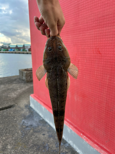 マゴチの釣果