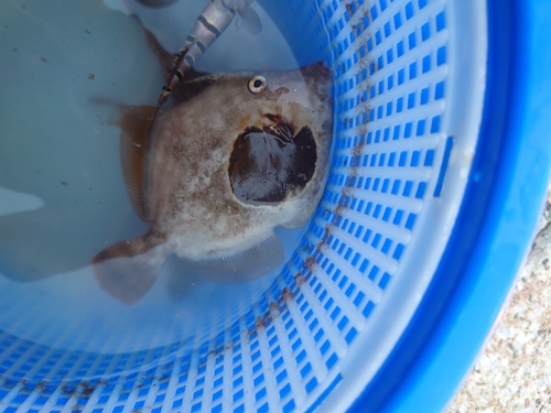 カワハギの釣果