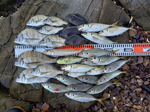 チヌの釣果