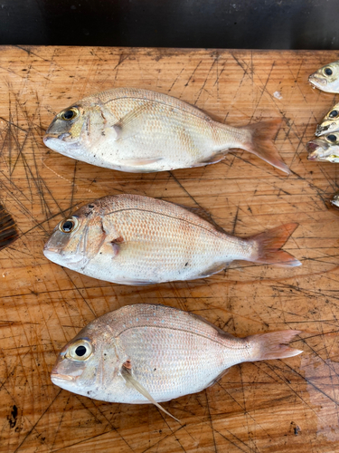 シロサバフグの釣果