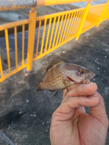 オオモンハタの釣果