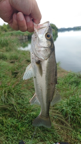 江戸川下流