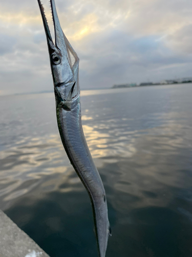 ダツの釣果