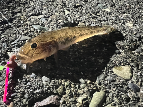 マハゼの釣果