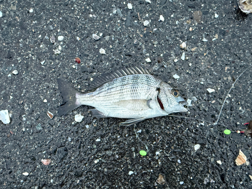 チヌの釣果