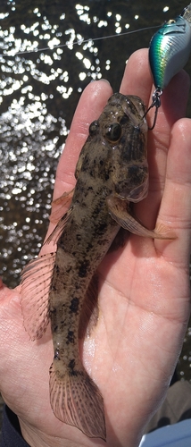 ウロハゼの釣果