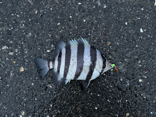 イシダイの釣果