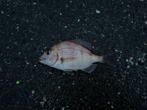 チャリコの釣果