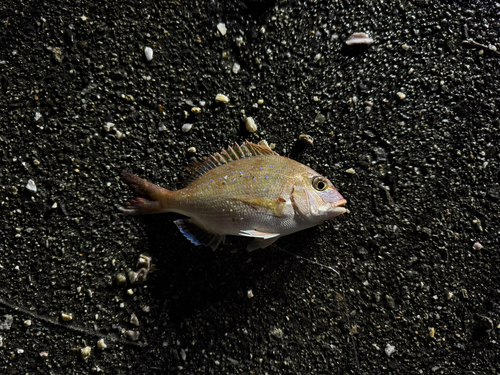 チャリコの釣果