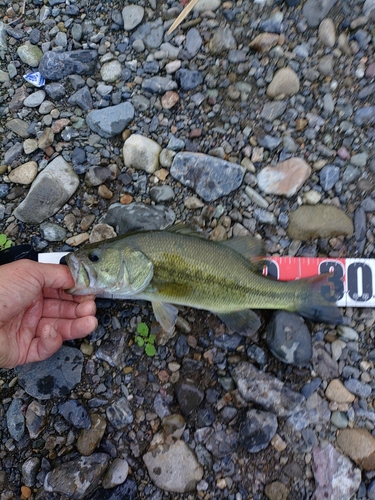 ラージマウスバスの釣果