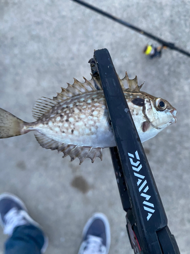 アイゴの釣果