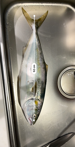 イナダの釣果