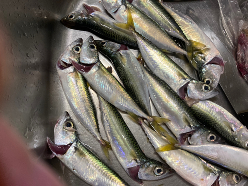 サバの釣果