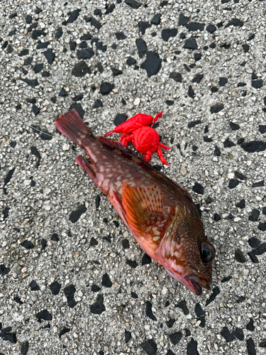 カサゴの釣果