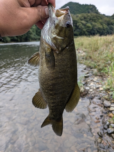 久慈川中流