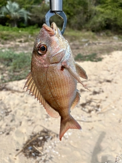 タイの釣果