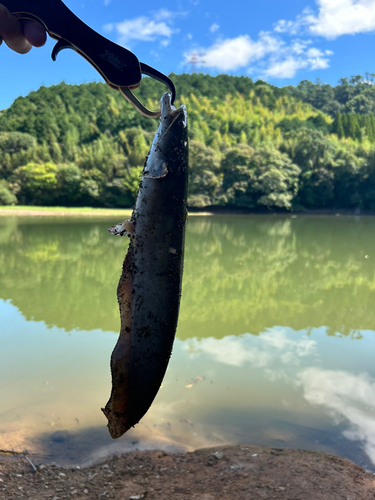 マナマズの釣果