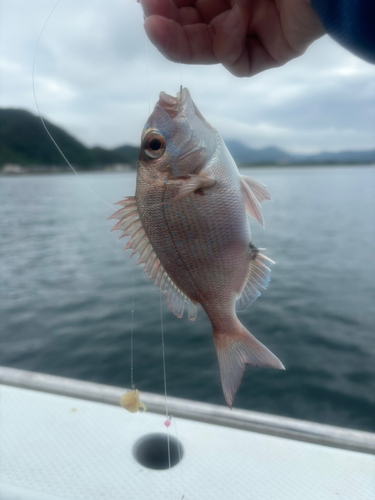 マダイの釣果