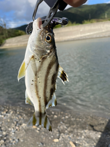 コトヒキの釣果