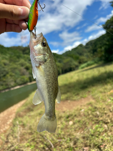 ラージマウスバスの釣果