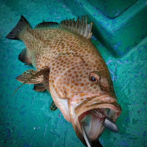 オオモンハタの釣果