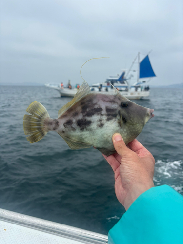 カワハギの釣果