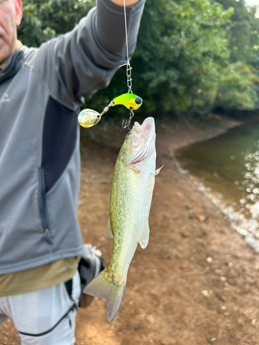 ラージマウスバスの釣果