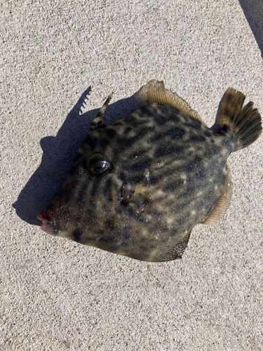 カワハギの釣果