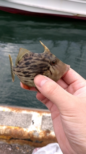 カワハギの釣果