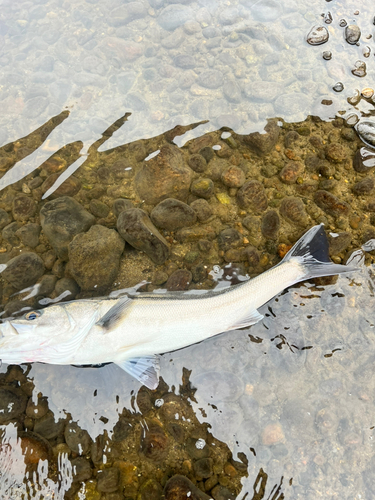 スズキの釣果