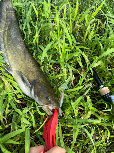 ナマズの釣果