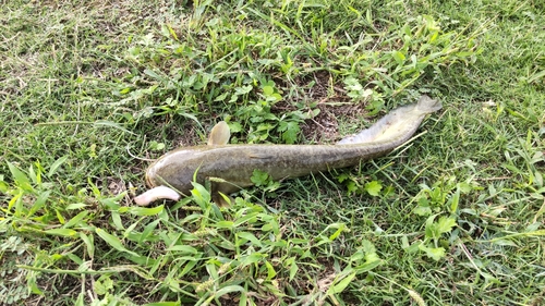 ナマズの釣果