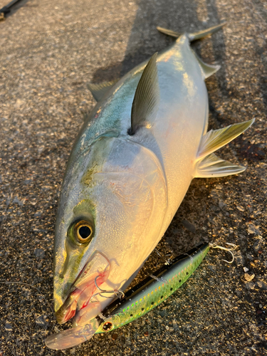 イナダの釣果