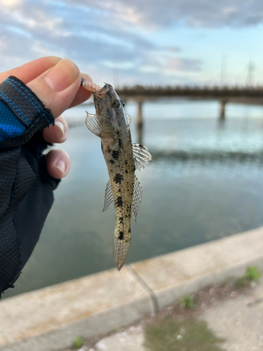 ウロハゼの釣果