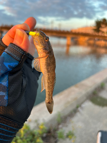 マハゼの釣果