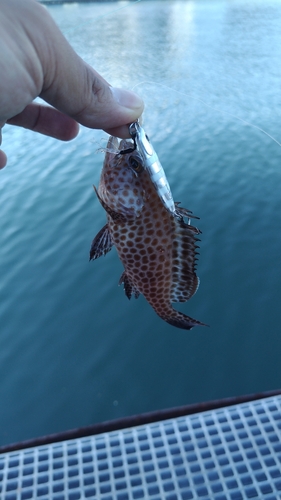 オオモンハタの釣果