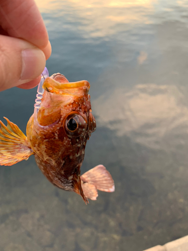 カサゴの釣果