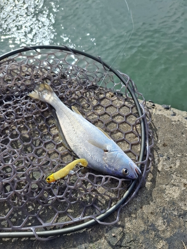 ニベの釣果